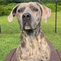 Thumbnail photo of Tulip #3