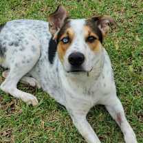 Thumbnail photo of Gus #3