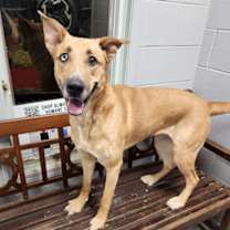 Thumbnail photo of Sheba #3