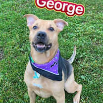 Thumbnail photo of George #3