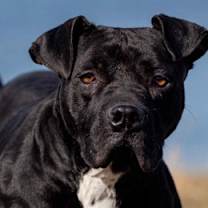 Thumbnail photo of Jasper #2