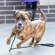 Thumbnail photo of Subaru - IN FOSTER #3