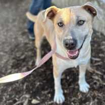 Thumbnail photo of Rosa #2
