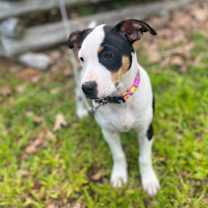 Thumbnail photo of Annie #2