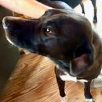 Thumbnail photo of Clint #2