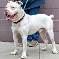 Thumbnail photo of Hanno- IN FOSTER #3