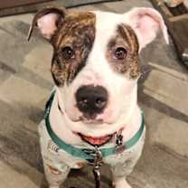 Thumbnail photo of Royal #2