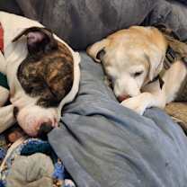 Thumbnail photo of Royal #3