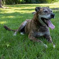 Thumbnail photo of Dax #2