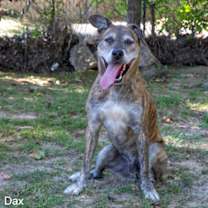 Thumbnail photo of Dax #3