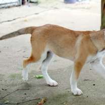 Thumbnail photo of Prince #2