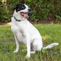 Thumbnail photo of Penny #3