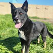 Thumbnail photo of Honey Bear #2