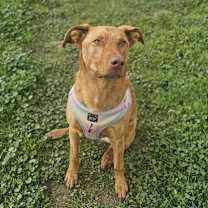 Thumbnail photo of Hazel #2