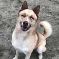 Thumbnail photo of Sitka #3