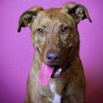 Thumbnail photo of Hazel #3