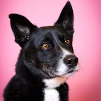 Thumbnail photo of Honey Bear #3