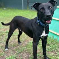 Thumbnail photo of Rocksteady #2