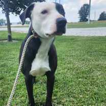 Thumbnail photo of Duke #3