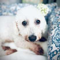 Thumbnail photo of Opal #2