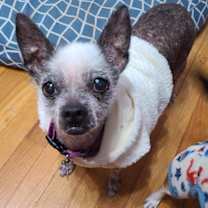 Thumbnail photo of Tildy #2