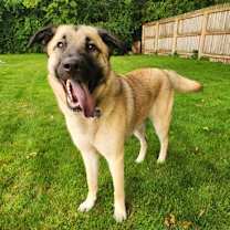 Thumbnail photo of Lady Catherine #3