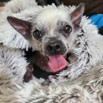 Thumbnail photo of Tildy #3