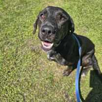 Thumbnail photo of Norman #3