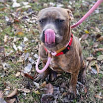 Thumbnail photo of Toby #3