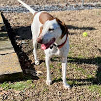 Thumbnail photo of Tonks #3