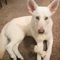 Thumbnail photo of Phoenix #3