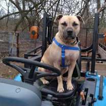 Thumbnail photo of Gopher #2