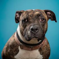 Thumbnail photo of Roxy #3