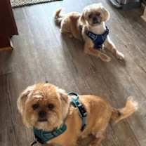 Thumbnail photo of Niblick #2