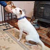 Thumbnail photo of Cody #2