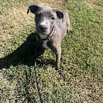 Thumbnail photo of Gracie #2