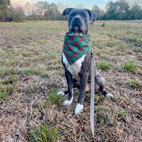 Thumbnail photo of Zuko* #3