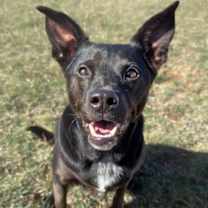 Thumbnail photo of Bailey #2