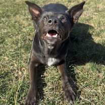 Thumbnail photo of Bailey #3