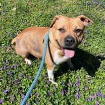 Thumbnail photo of Gracie #2