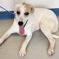 Thumbnail photo of Breaux #2