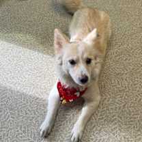 Thumbnail photo of Bailey #3