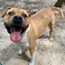 Thumbnail photo of Gracie #3