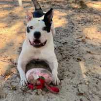 Thumbnail photo of Freddy #3