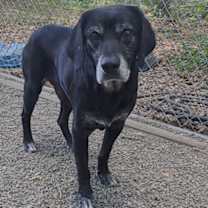 Thumbnail photo of Buddy #2