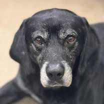 Thumbnail photo of Buddy #3