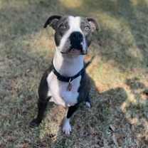 Thumbnail photo of Blue #2