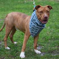 Thumbnail photo of CrossTrek #2