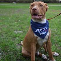 Thumbnail photo of CrossTrek #3