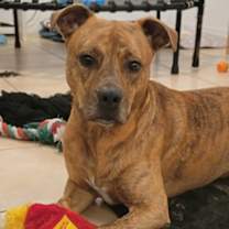 Thumbnail photo of Tiger #3
